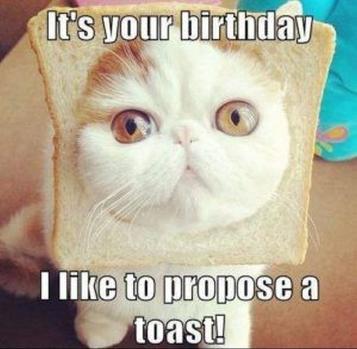 101 Funny Cat Birthday Memes - "It's your birthday. I like to propose a toast!"