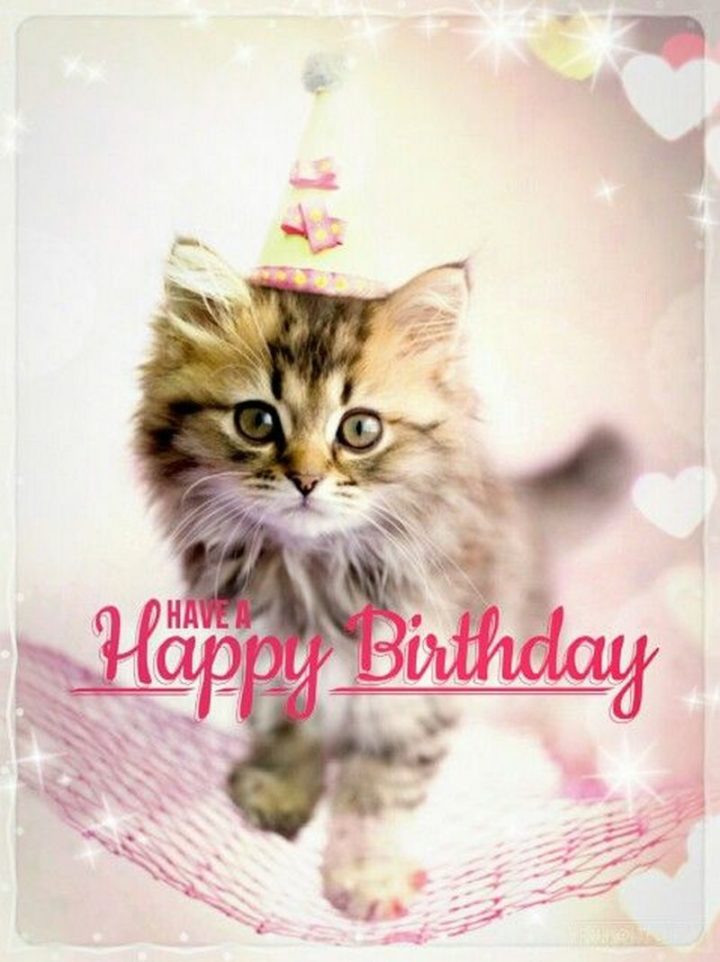 101 Funny Cat Birthday Memes - "Have a Happy Birthday."