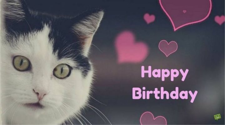 101 Funny Cat Birthday Memes - "Happy Birthday."