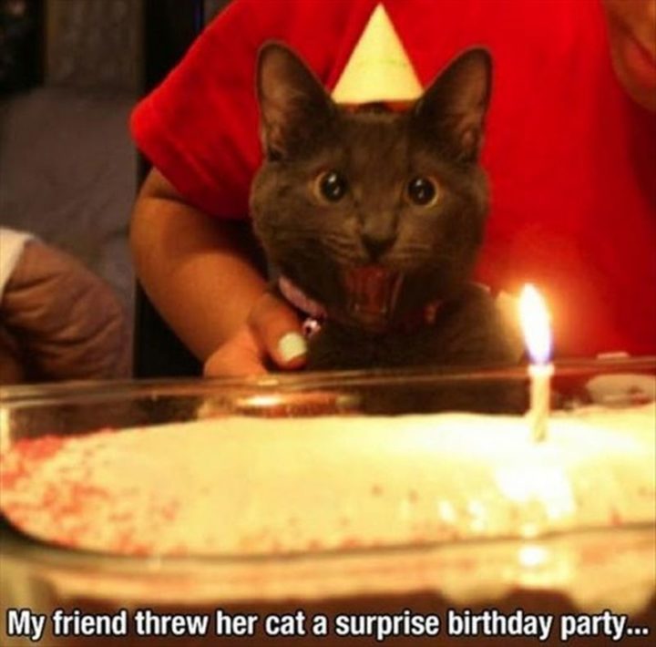 101 Funny Cat Birthday Memes - "My friend threw her cat a surprise birthday party..."