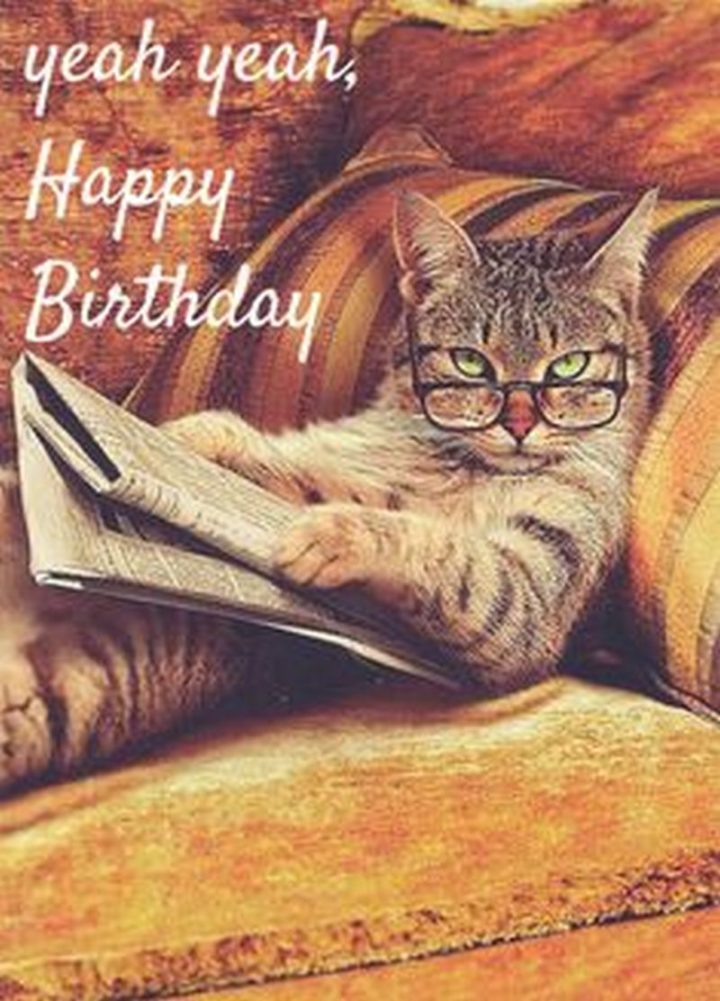 101 Funny Cat Birthday Memes - "Yeah yeah, Happy Birthday."