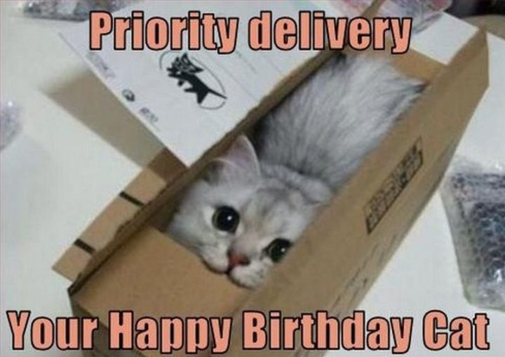 101 Funny Cat Birthday Memes - "Priority delivery. Your Happy Birthday Cat."