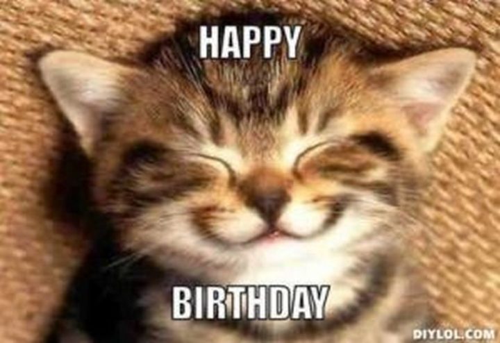 101 Funny Cat Birthday Memes - "Happy Birthday."