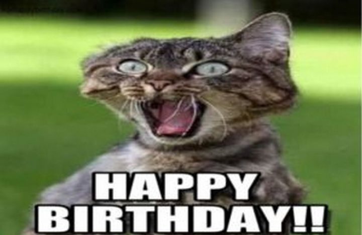 101 Funny Cat Birthday Memes - "Happy birthday!!"