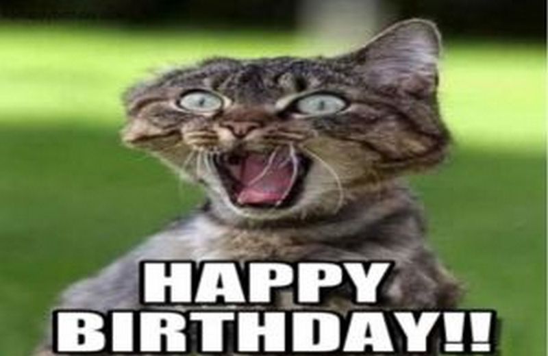 101 Funny Cat Birthday Memes For The Feline Lovers In Your Life 4716