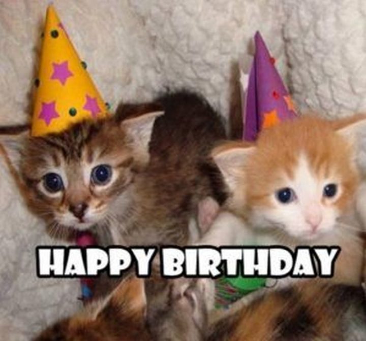101 Funny Cat Birthday Memes - "Happy birthday."