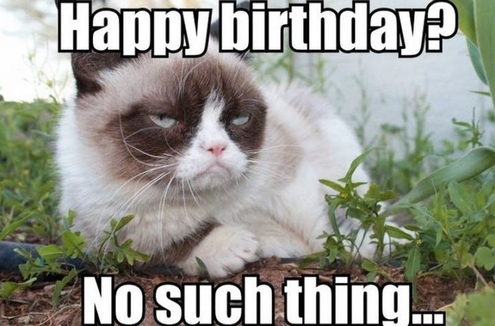 101 Funny Cat Birthday Memes - "Happy birthday? No such thing..."