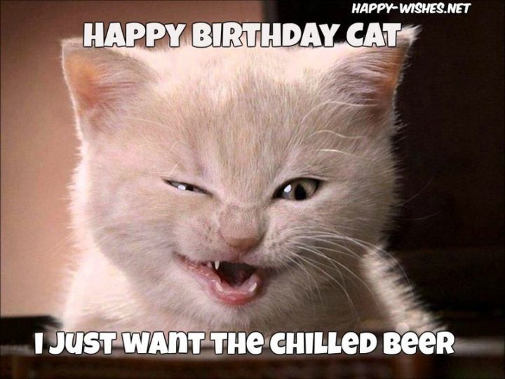 101 Funny Cat Birthday Memes - "Happy birthday cat. I just want the chilled beer."