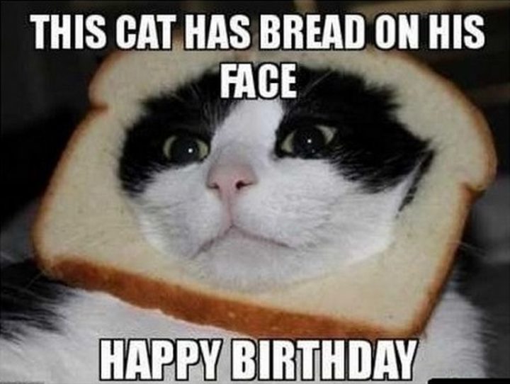 "This cat has bread on his face. Happy birthday."