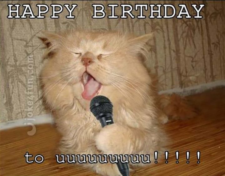 101 Funny Cat Birthday Memes - "Happy birthday to uuuuuuuuu!!!!!"