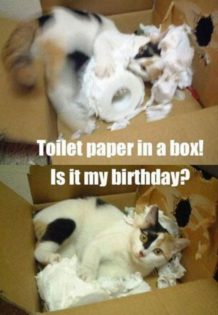 101 Funny Cat Birthday Memes - "Toilet paper in a box! Is it my birthday?"