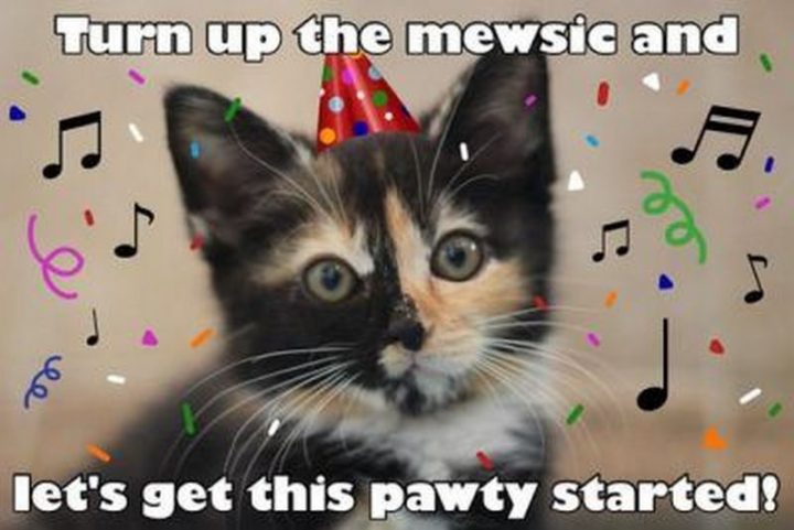 101 Funny Cat Birthday Memes - "Turn up the mewsic and let's get this pawty started!"