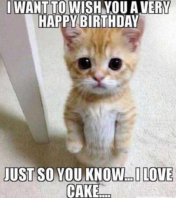 101 Funny Cat Birthday Memes - "I want to wish you a very happy birthday. Just so you know...I love cake..."