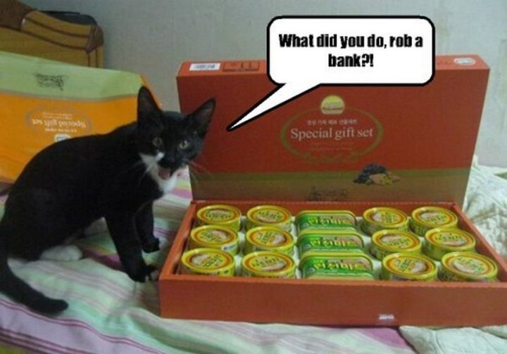101 Funny Cat Birthday Memes - "What did you do, rob a bank?!"