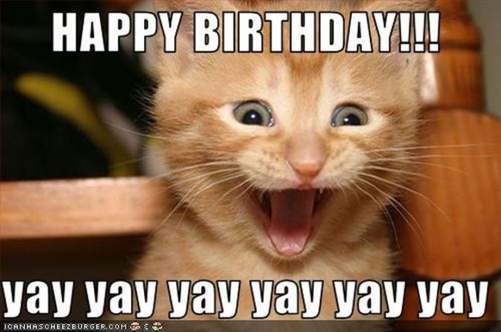 101 Funny Cat Birthday Memes - "HAPPY BIRTHDAY!!! yay yay yay yay yay yay."