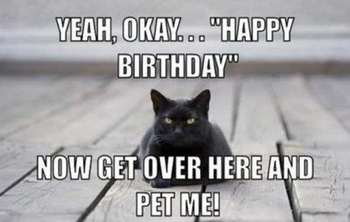 101 Funny Cat Birthday Memes - "Yeah, okay...Happy Birthday. Now get over here and pet me!"