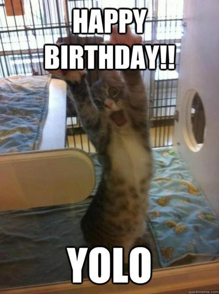 101 Funny Cat Birthday Memes - "Happy birthday!! YOLO."