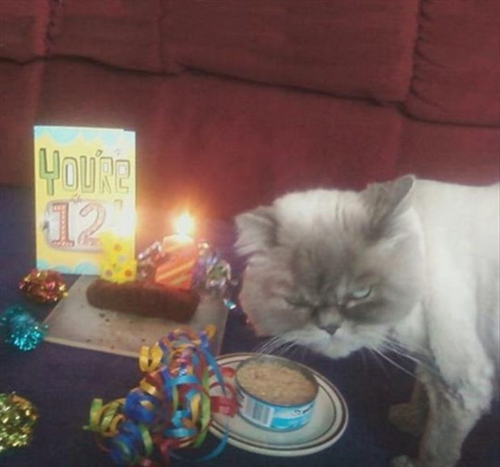 101 Funny Cat Birthday Memes - "You're 12!"