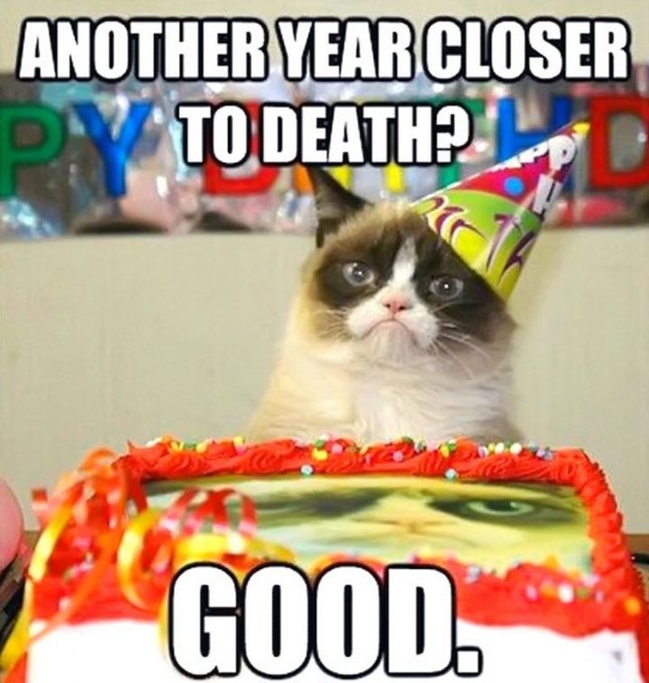 101 Funny Cat Birthday Memes - "Another year closer to death? Good."