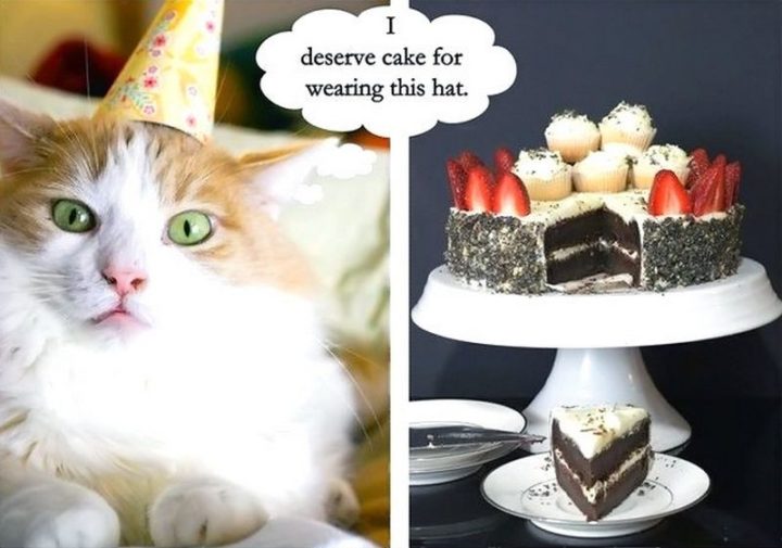101 Funny Cat Birthday Memes - "I deserve cake for wearing this hat."