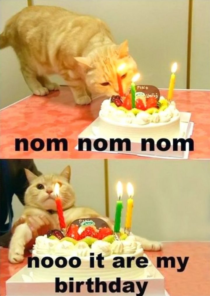 101 Funny Cat Birthday Memes - "nom nom nom. Nooo, it are my birthday."
