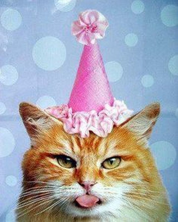 101 Funny Cat Birthday Memes for the Feline Lovers in Your Life