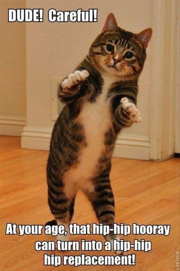 101 Funny Cat Birthday Memes - "DUDE! Careful! At your age, that hip-hip-hooray can turn into a hip-hip hip replacement."