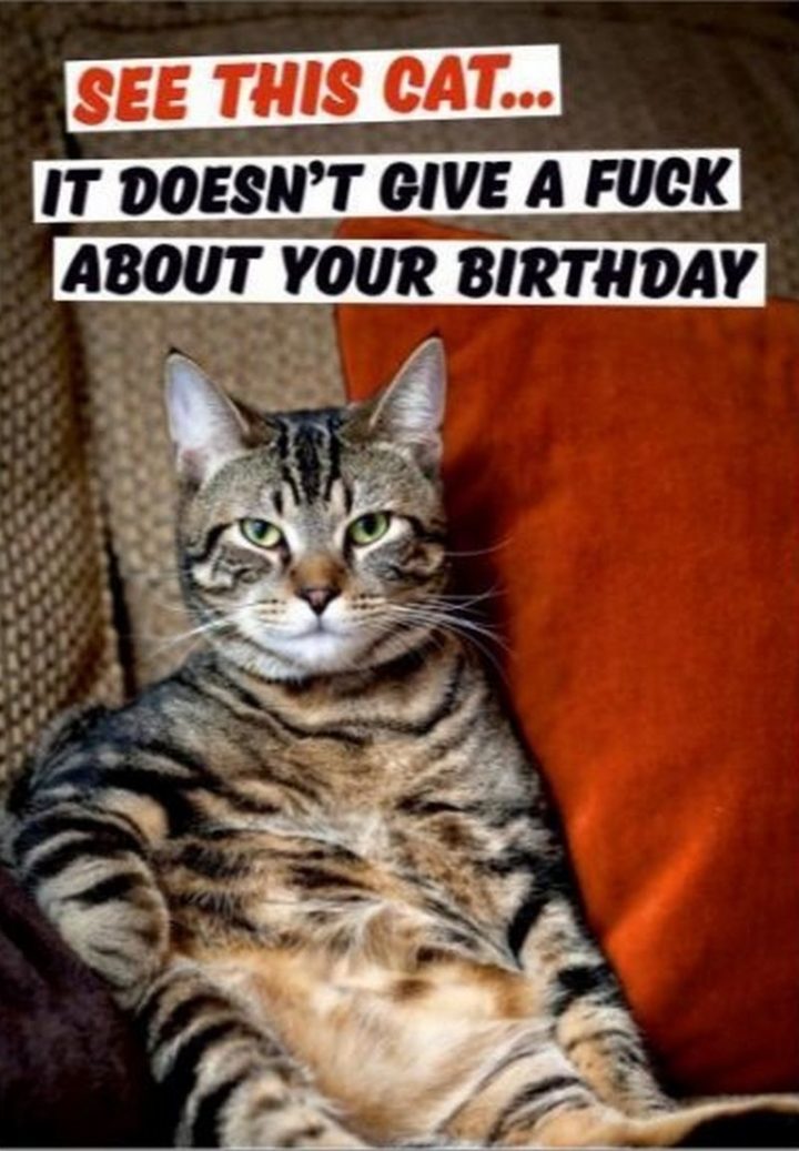 101 Funny Cat Birthday Memes - "See this cat...it doesn't give a crap about your birthday."