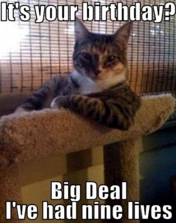 101 Funny Cat Birthday Memes - "It's your birthday? Big deal, I've had nine lives."