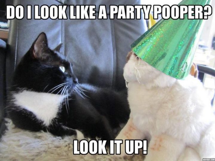 101 Funny Cat Birthday Memes - "Do I look like a party pooper? Look it up!"