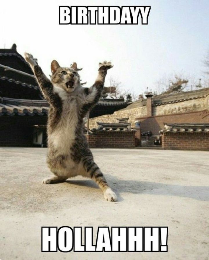 101 Funny Cat Birthday Memes - "Birthdayy Hollahhh!"
