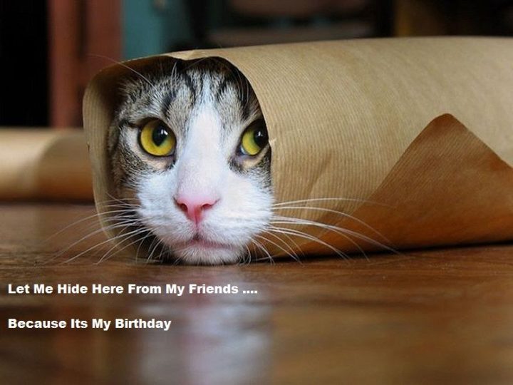101 Funny Cat Birthday Memes - "Let me hide here from my friends...because it's my birthday."