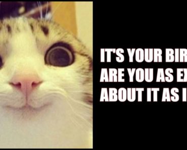 101 Funny Cat Birthday Memes for the Feline Lovers in Your Life
