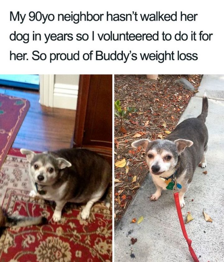 "My 90yo neighbor hasn't walked her dog in years so I volunteered to do it for her. So proud of Buddy's weight loss."