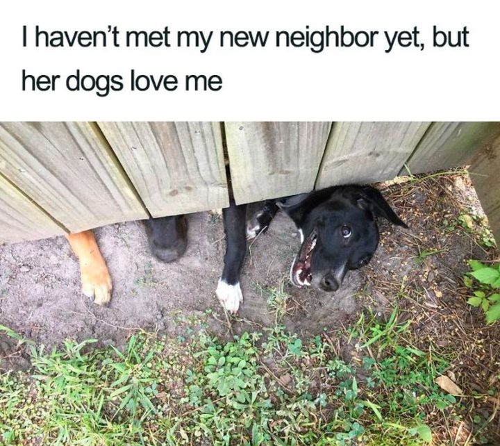 55 Cute Dog Posts - "I haven't met my new neighbor yet, but her dogs love me."