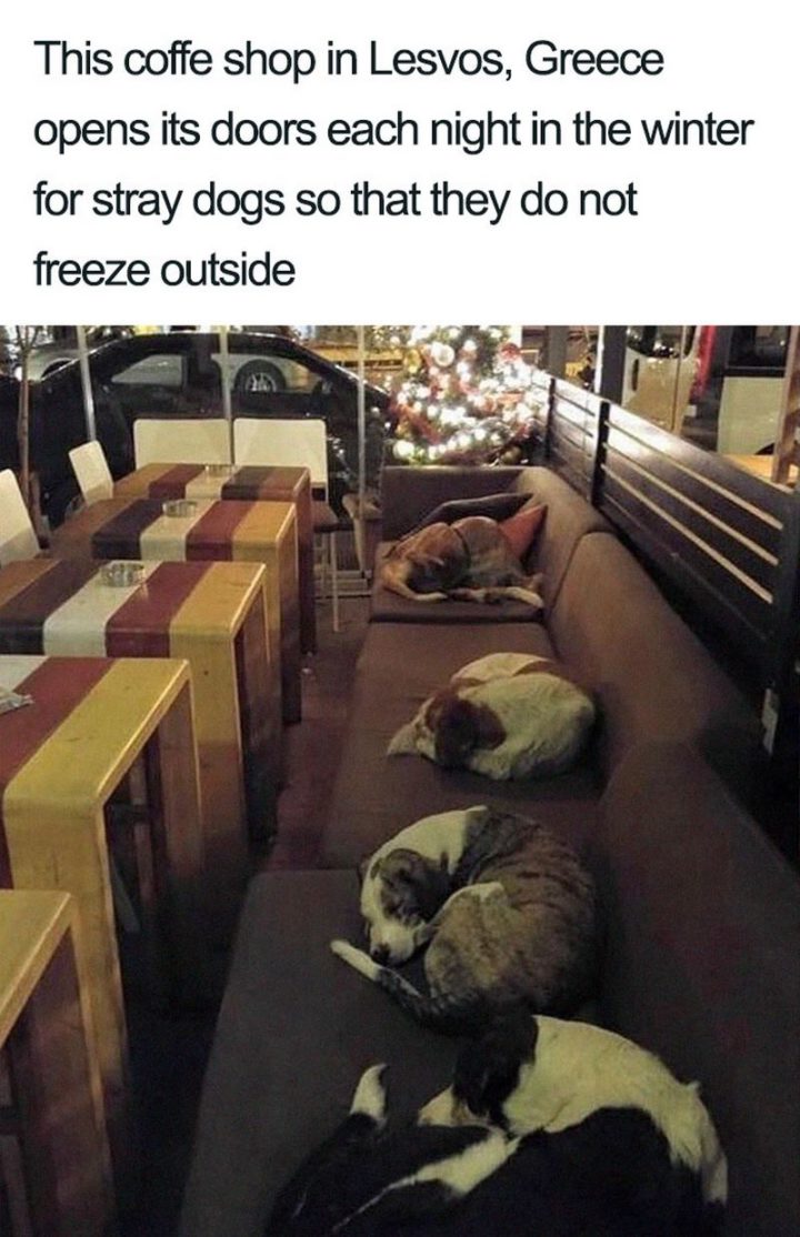 "This coffee shop in Lesvos, Greece opens its doors each night in the winter for stray dogs so that they do not freeze outside."