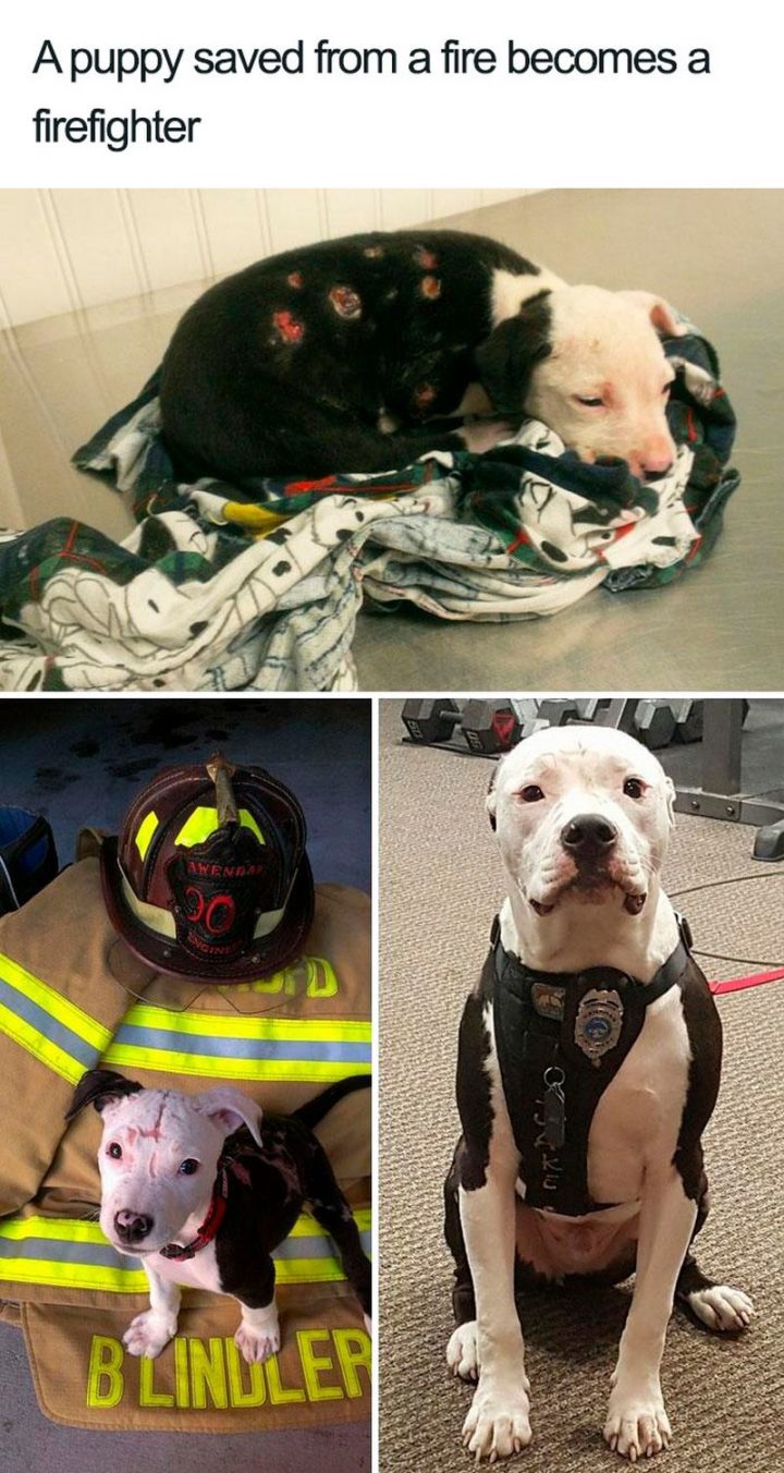 "A puppy saved from a fire becomes a firefighter."