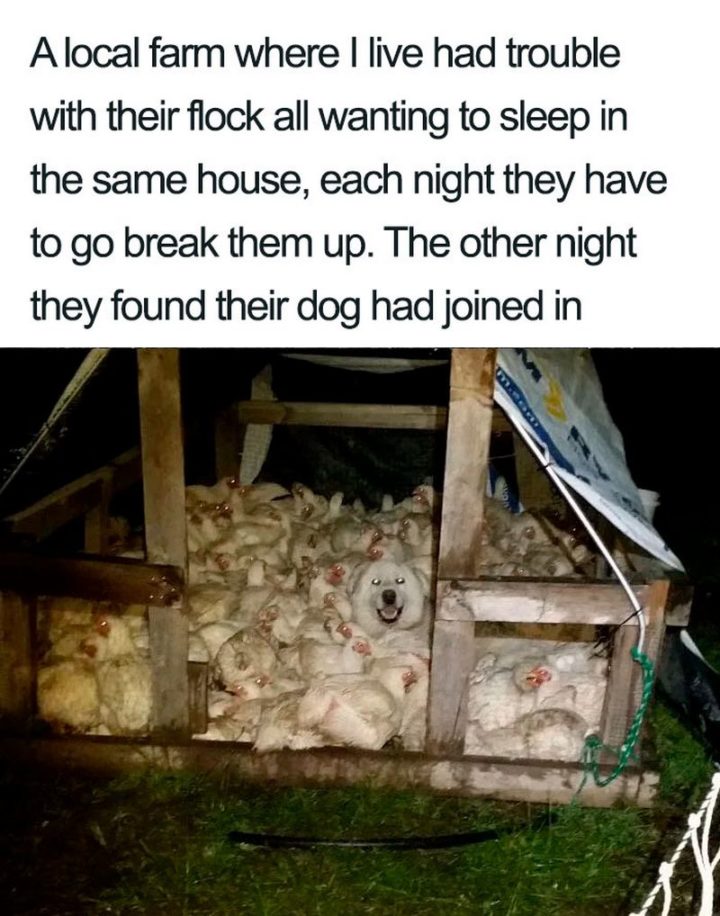 "A local farm where I live had trouble with their flock all wanting to sleep in the same house, each night they have to break them up. The other night they found their dog had joined in."