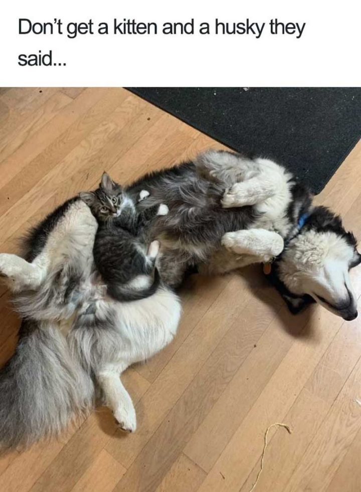 "Don't get a kitten and a husky they said..."