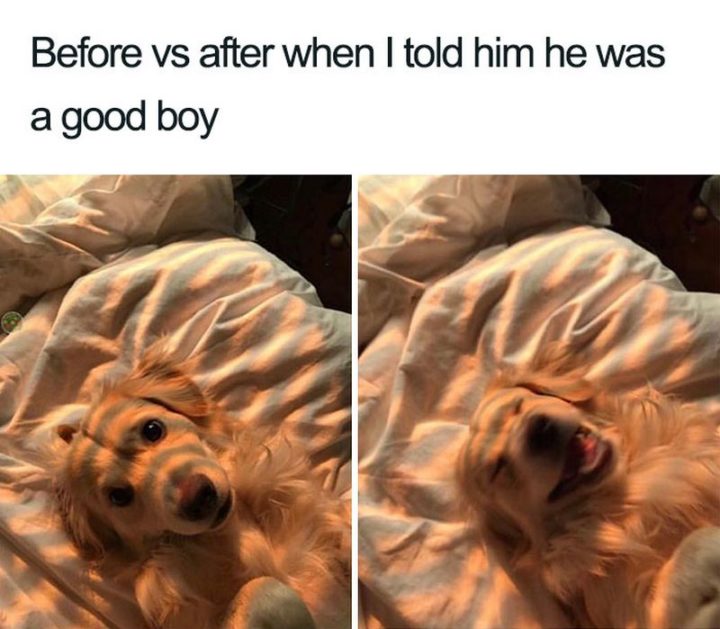 "Before vs after when I told him he was a good boy."