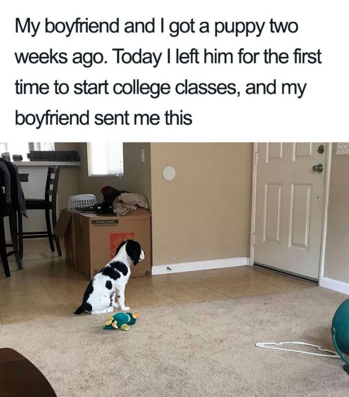 "My boyfriend and I got a puppy two weeks ago. Today I left him for the first time to start college classes, and my boyfriend sent me this."