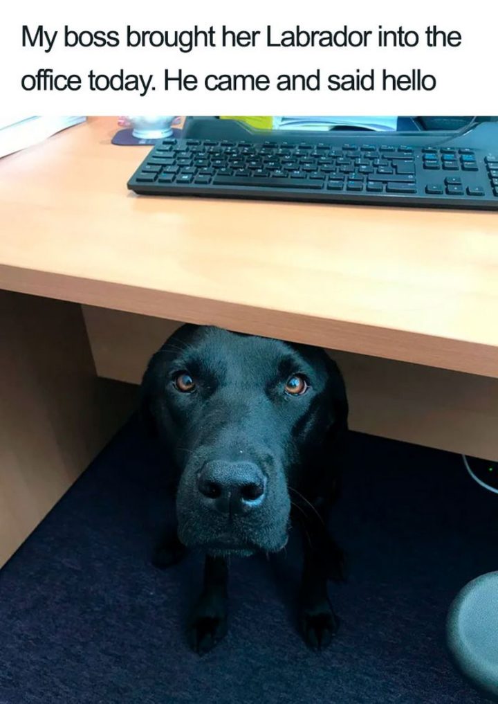 "My boss brought her Labrador into the office today. He came and said hello."