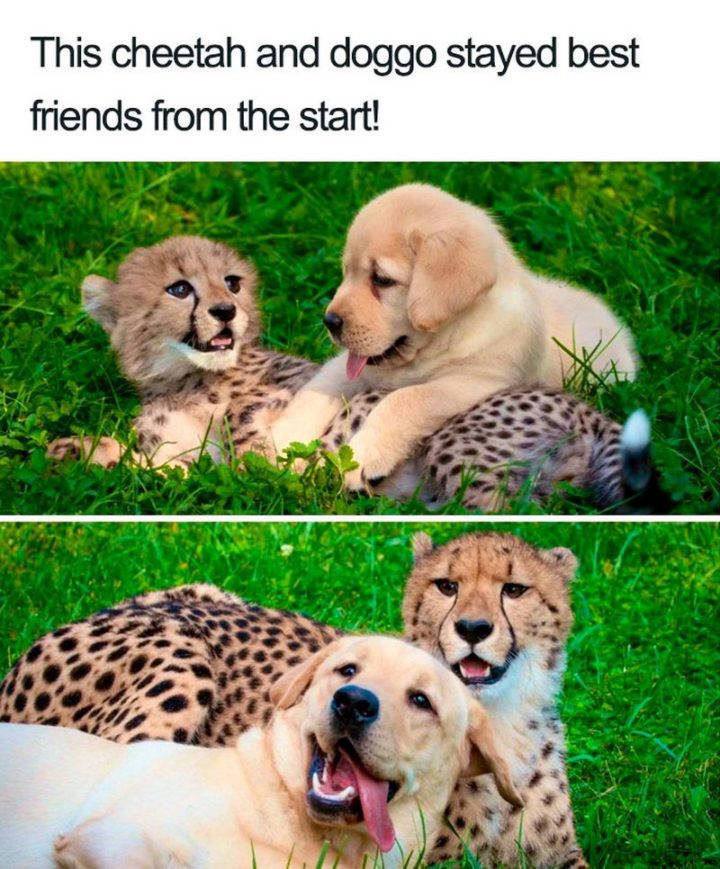 "This cheetah and doggo stayed best friends from the start!"