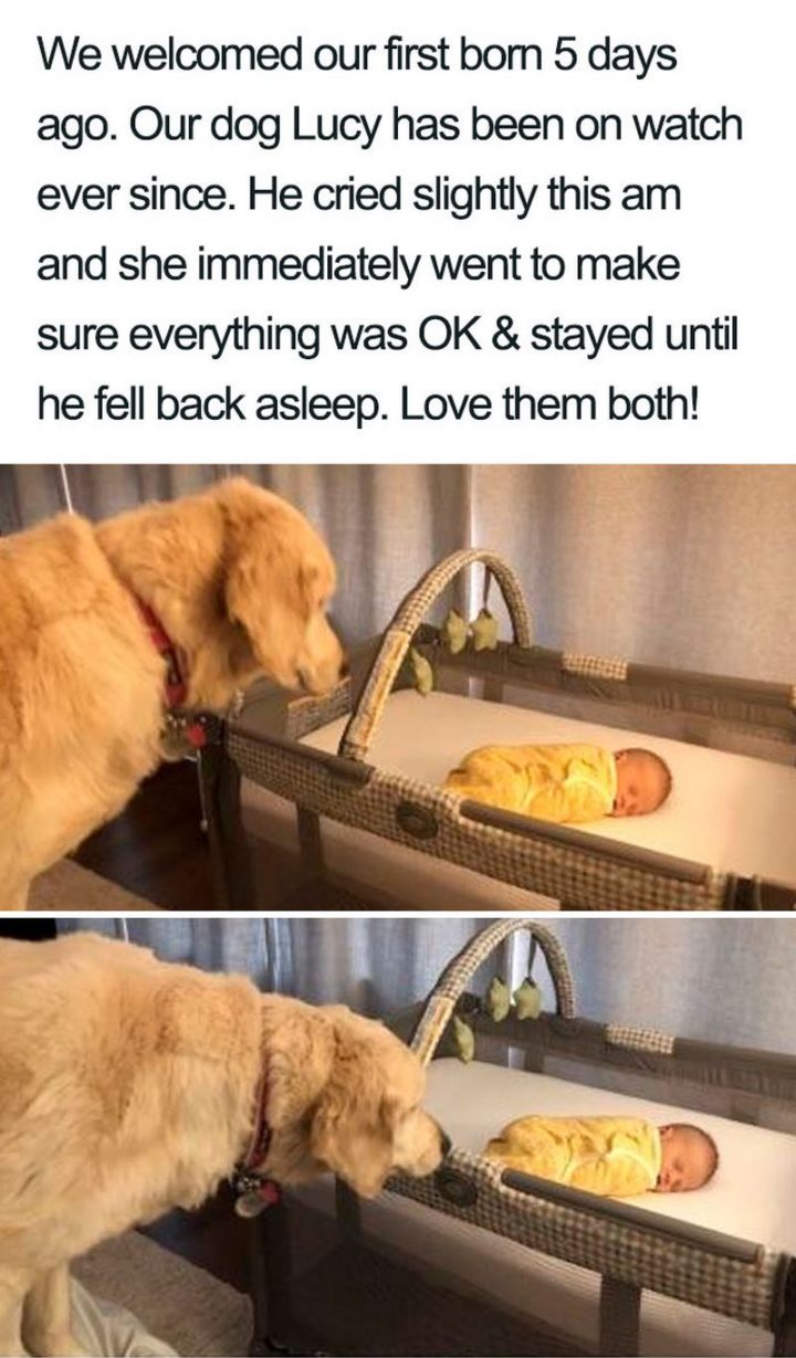 "We welcomed our first born 5 days ago. Our dog Lucy has been on watch ever since. He cried slightly this a.m. and she immediately went to make sure everything was OK and stayed until he fell back asleep. Love them both!"