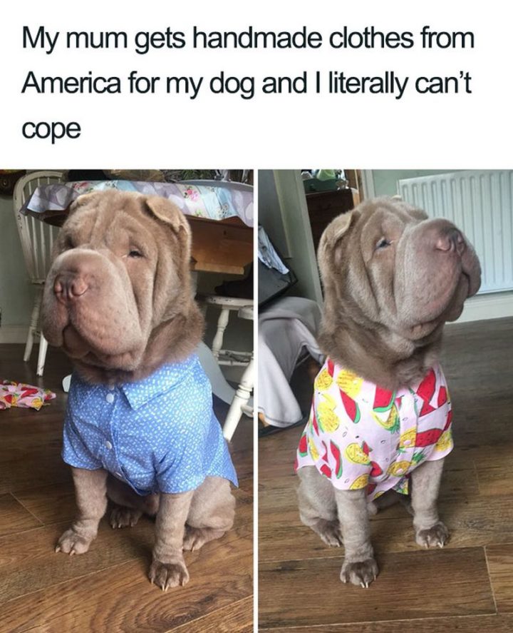 "My mum gets handmade clothes from America for my dog and I literally can't cope."