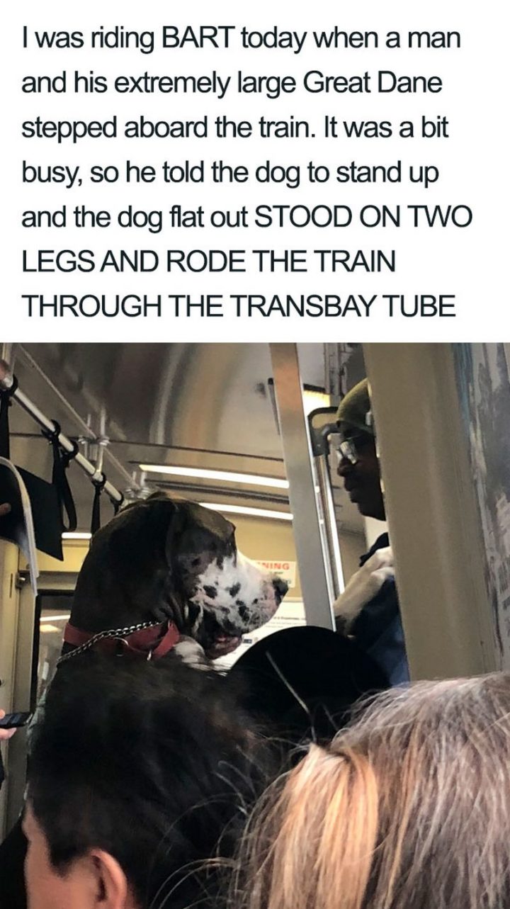 "I was riding BART today when a man and his extremely large Great Dane stepped aboard the train. It was a bit busy, so he told the dog to stand up and the dog flat out STOOD ON TWO LEGS AND RODE THE TRAIN THROUGH THE TRANSBAY TUBE."