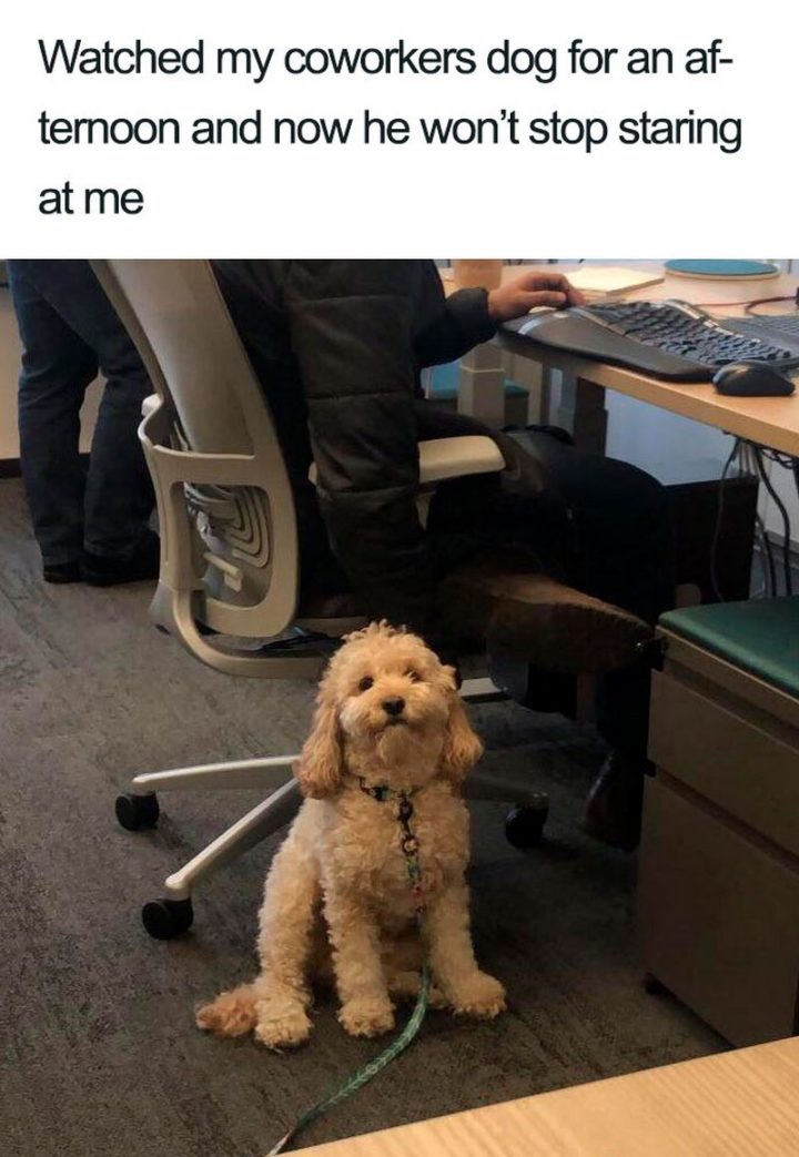 "Watched my coworkers dog for an afternoon and now he won't stop staring at me."