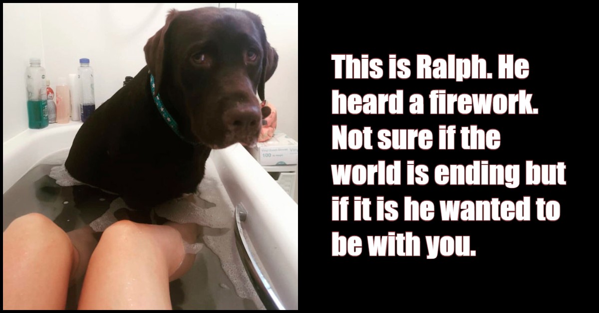 33 Cute Dog Posts That Will Have You Grinning All Day