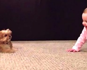Baby Dog Whisperer Talks to Shorkie Puppy