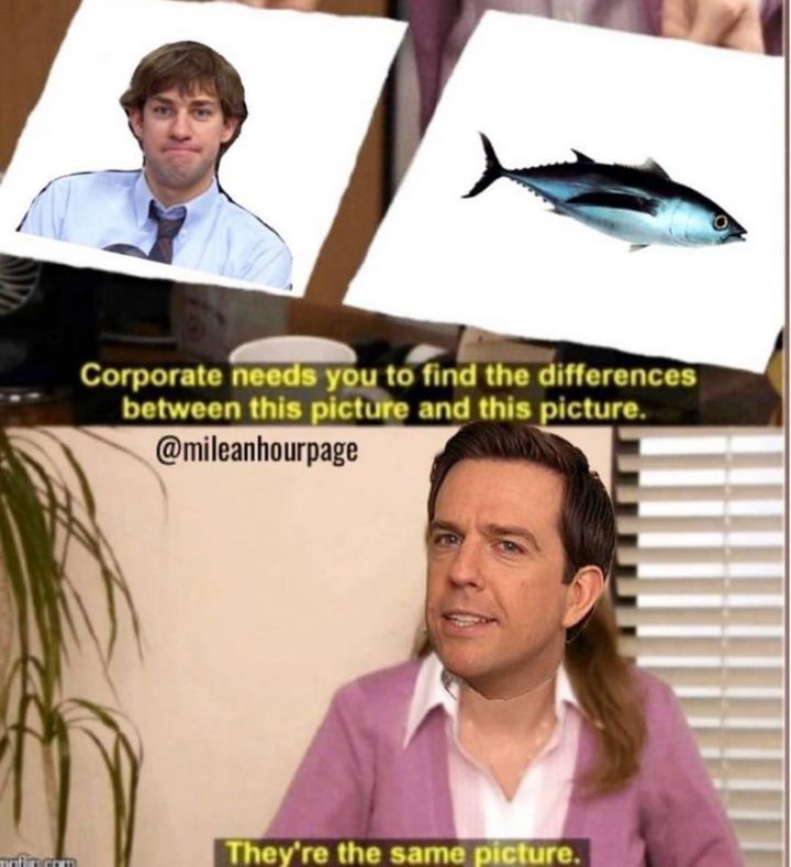 57 The Office Memes - "Corporate needs you to find the differences between this picture and this picture. They're the same picture."